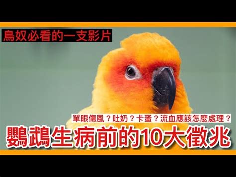 夢到鸚鵡死掉|夢見鸚鵡死了是什麼意思